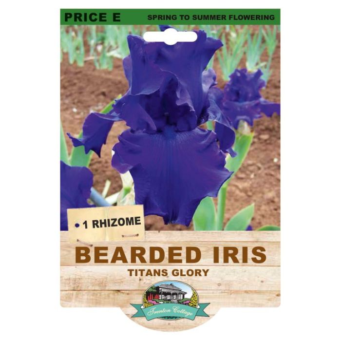 Bearded Iris Titan's Glory (Pack of 1 Rhizome) - Happy Valley Seeds