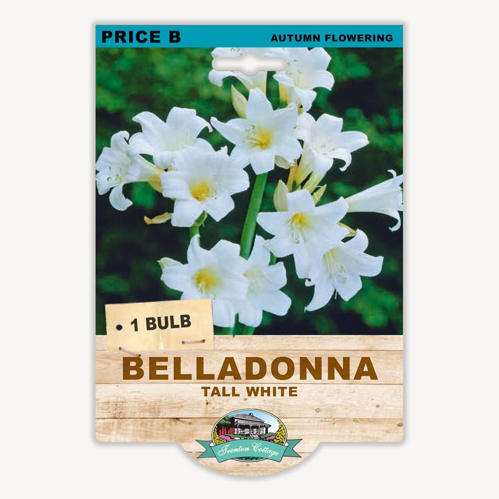 Belladonna Lily Tall White (Pack of 1 Bulb) - Happy Valley Seeds