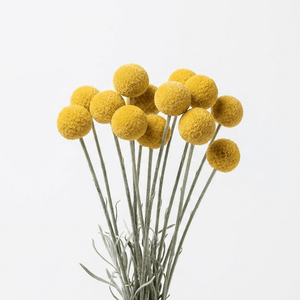Billy Buttons seeds