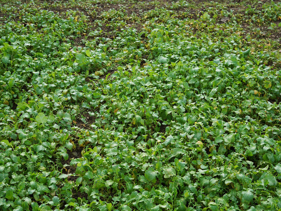 Biofumigant Mustard