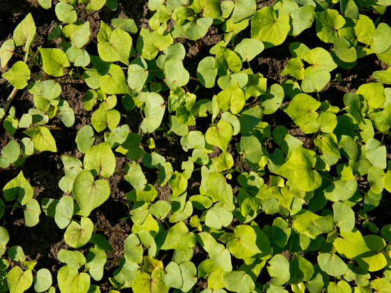 Buckwheat Cover Crop