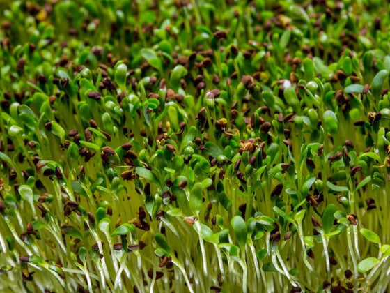 Buckwheat Greens