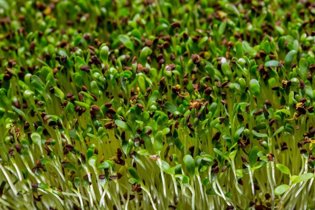How to Grow Buckwheat Greens in Australia