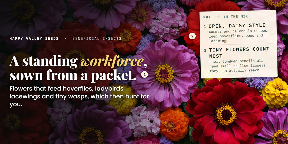A dense mixed flower planting, marked open, daisy style and tiny flowers count most, under the headline a standing workforce, sown from a packet