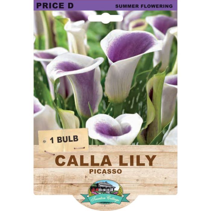 Calla Lily Picasso (Pack of 1 Bulb) - Happy Valley Seeds