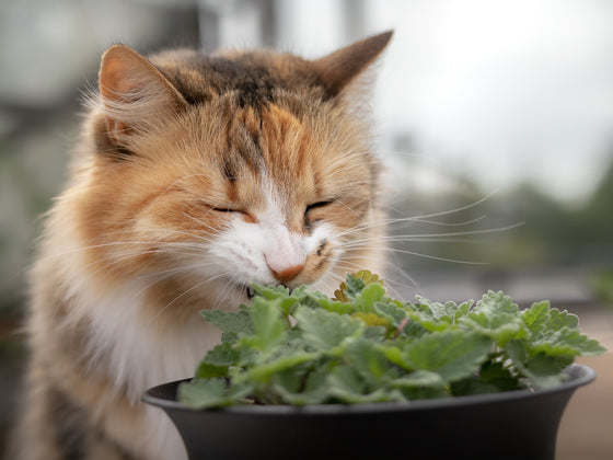 Catmint