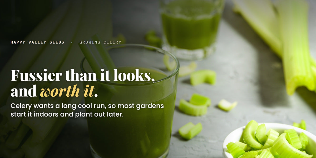 Celery stalks and glasses of celery juice on a grey bench, under the headline fussier than it looks, and worth it