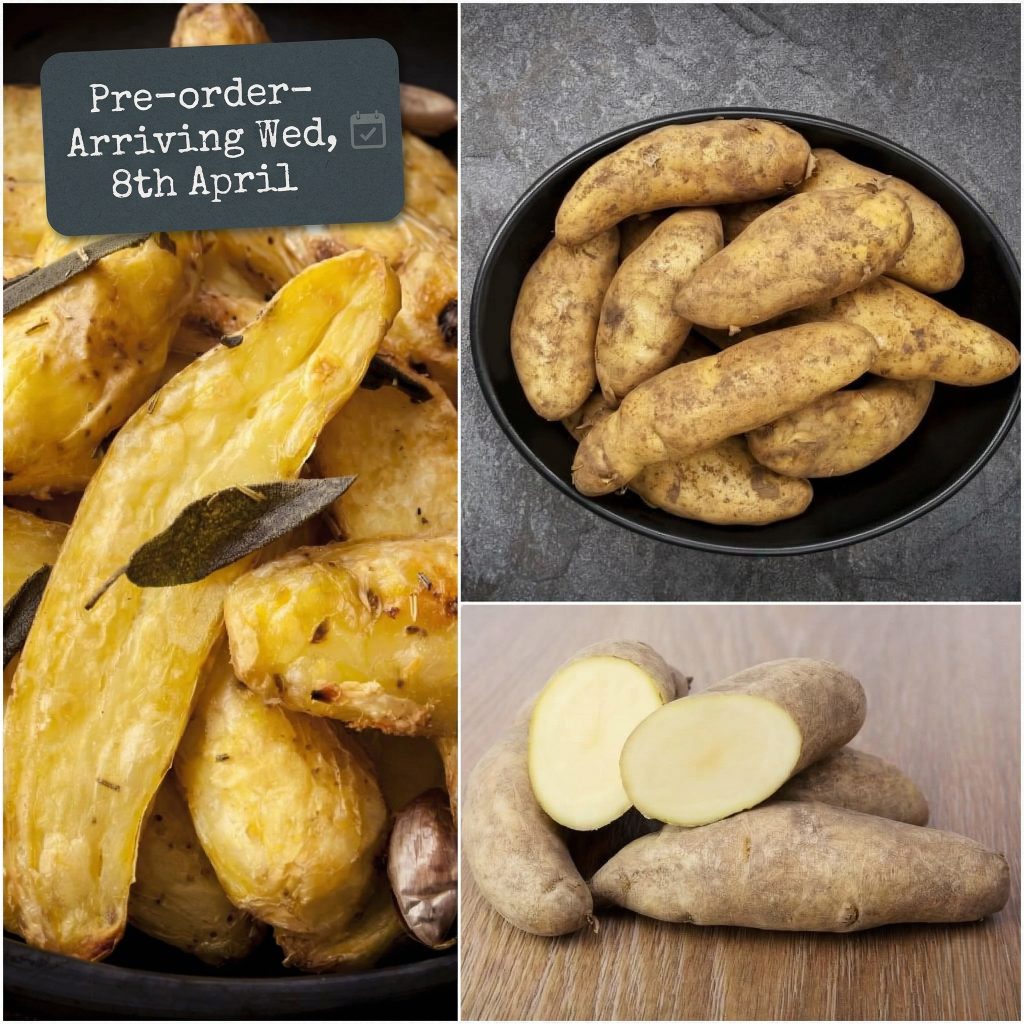 Seed Potato - Kipfler [PRE-ORDER]