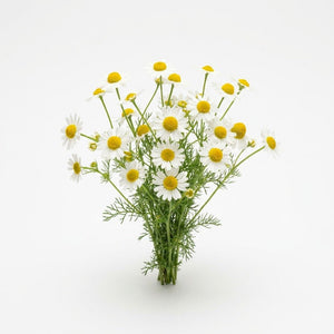 Chamomile German seeds (Organic)