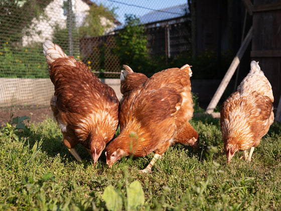 Chicken Forage Mix