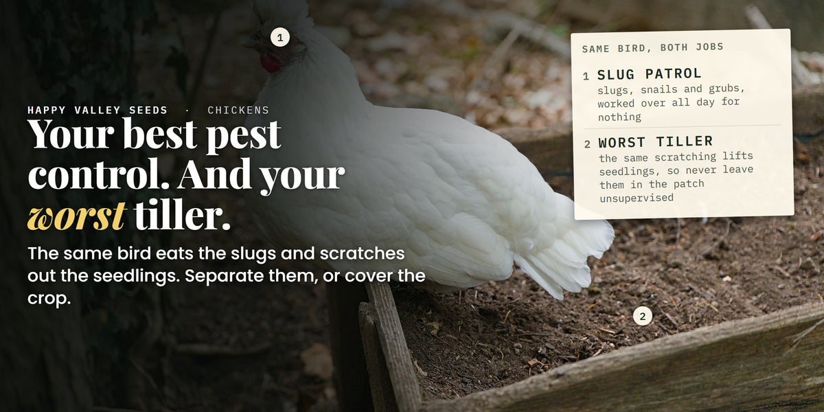 A white hen on the timber edge of a raised bed of bare soil, labelled slug patrol and worst tiller, under the headline your best pest control, and your worst tiller