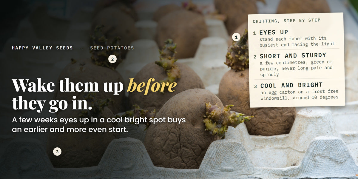 Seed potatoes chitting in an egg carton, labelled eyes up, short and sturdy and cool and bright, under the headline wake them up before they go in