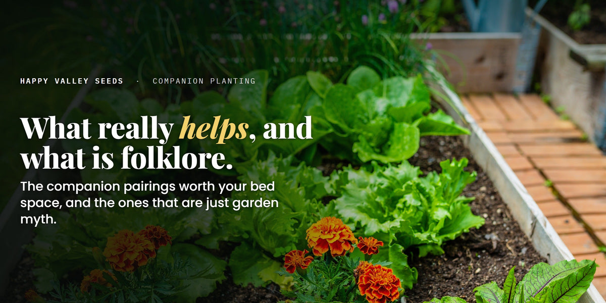 What really helps, and what is folklore. The companion pairings worth your bed space, and the ones that are just garden myth.
