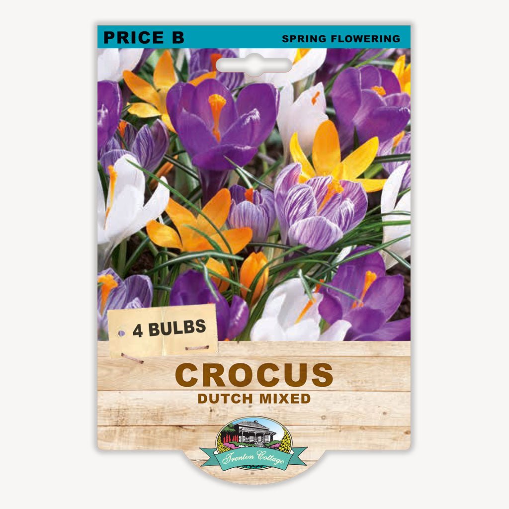 Crocus Mixed (Pack of 4 Corms) - Happy Valley Seeds