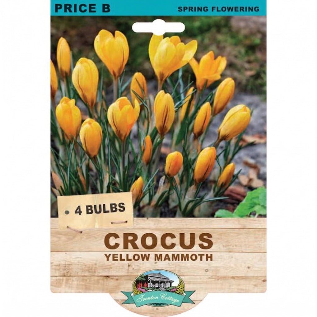 Crocus Yellow Mammoth (Pack of 4 Corms) - Happy Valley Seeds