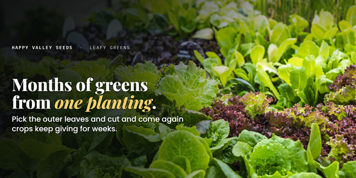 Months of greens from one planting. Pick the outer leaves and cut and come again crops keep giving for weeks.