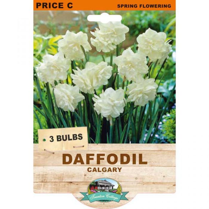 Daffodil Calgary (Pack of 3 Bulbs) - Happy Valley Seeds