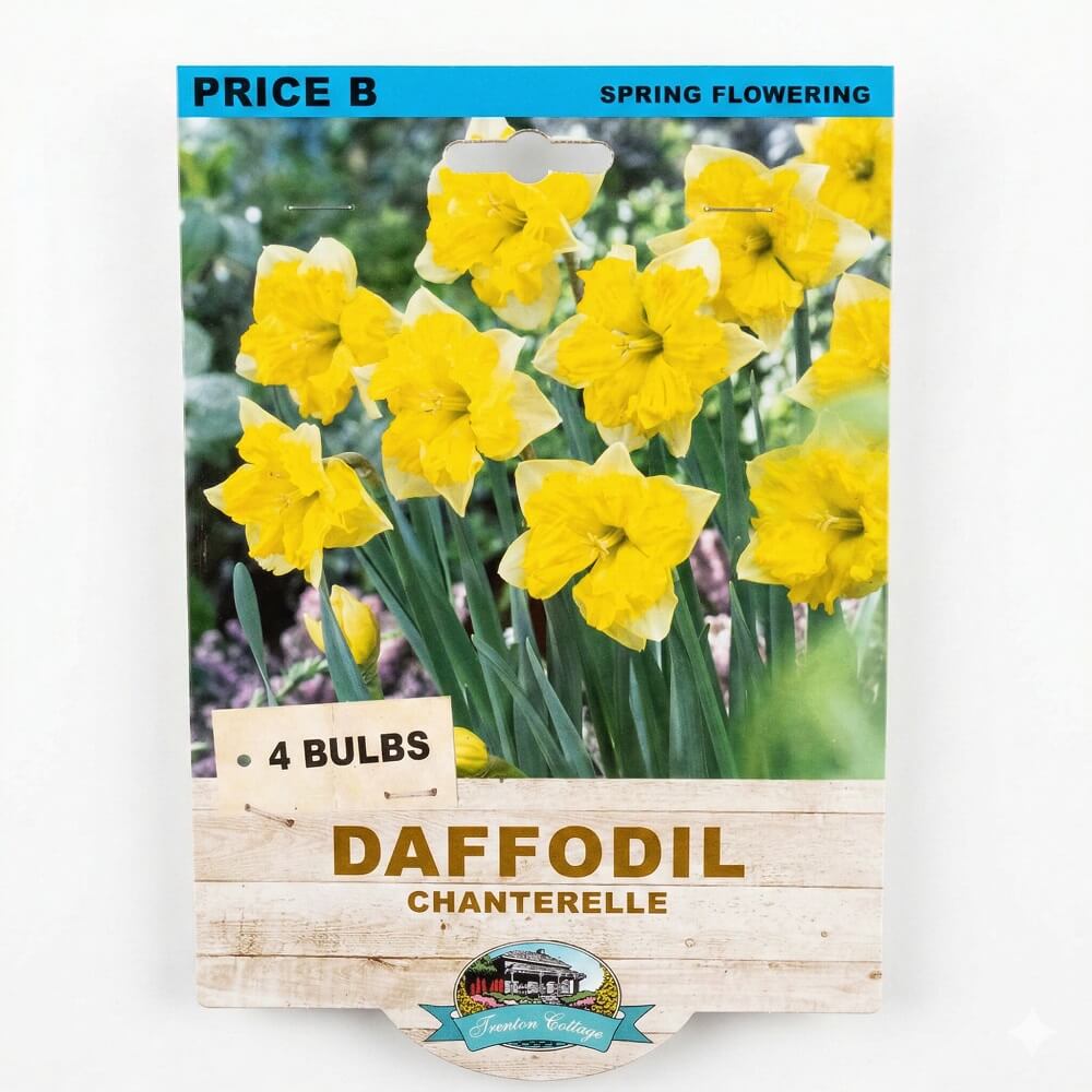 Daffodil Chanterelle (Pack of 4 Bulbs) - Happy Valley Seeds