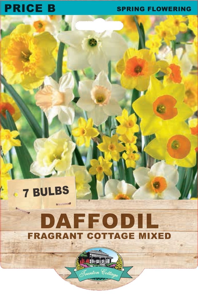 Daffodil Fragrant Cottage Mixed (Pack of 7 Bulbs) - Happy Valley Seeds