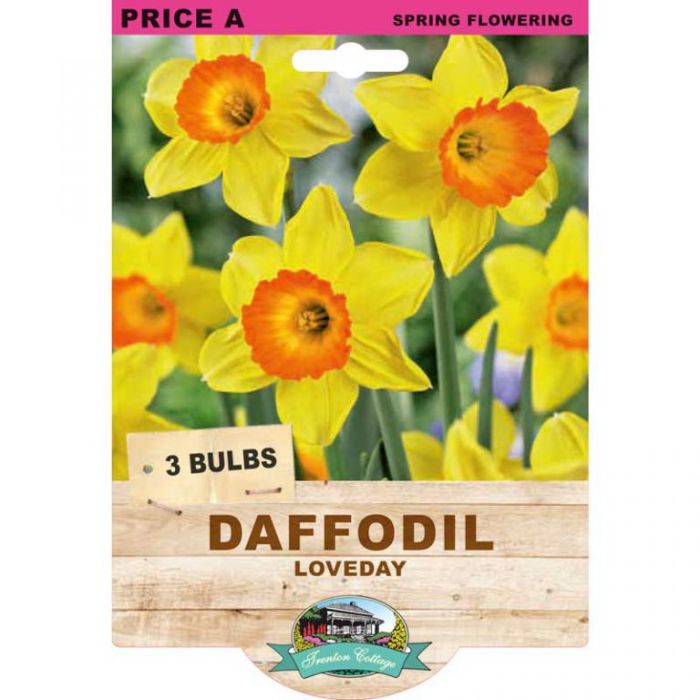 Daffodil Loveday (Pack of 3 Bulbs) - Happy Valley Seeds