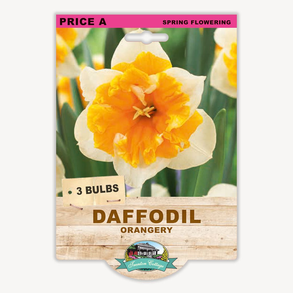 Daffodil Orangery (Pack of 3 Bulbs) - Happy Valley Seeds