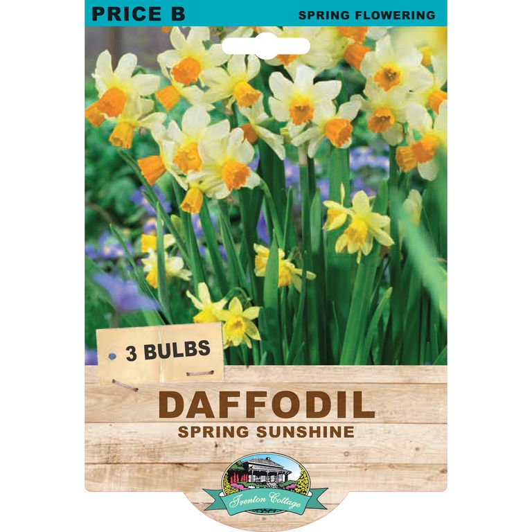 Daffodil Spring Sunshine (Pack of 3 Bulbs) - Happy Valley Seeds