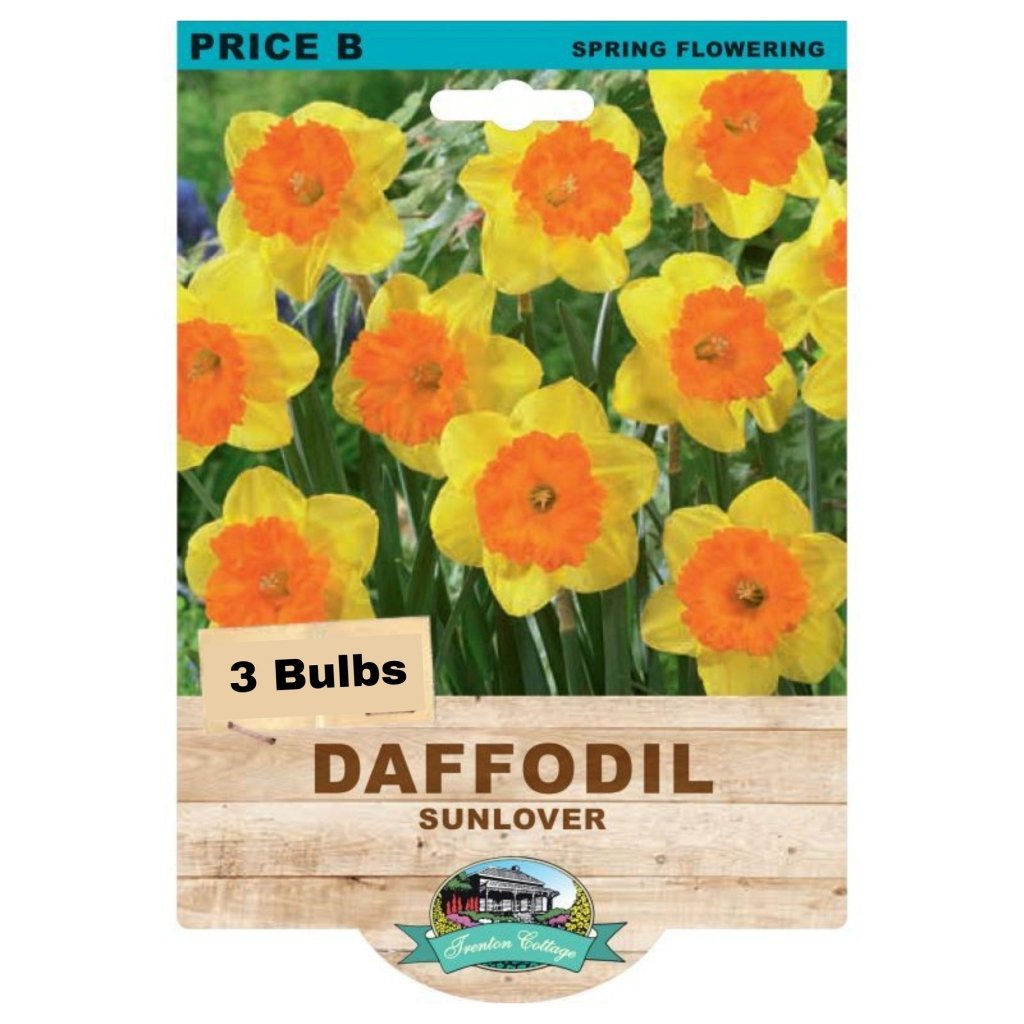 Daffodil Sunlover (Pack of 3 Bulbs) - Happy Valley Seeds