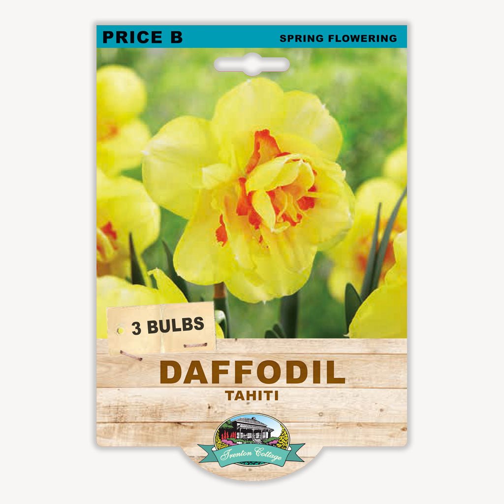 Daffodil Tahiti (Pack of 3 Bulbs) - Happy Valley Seeds