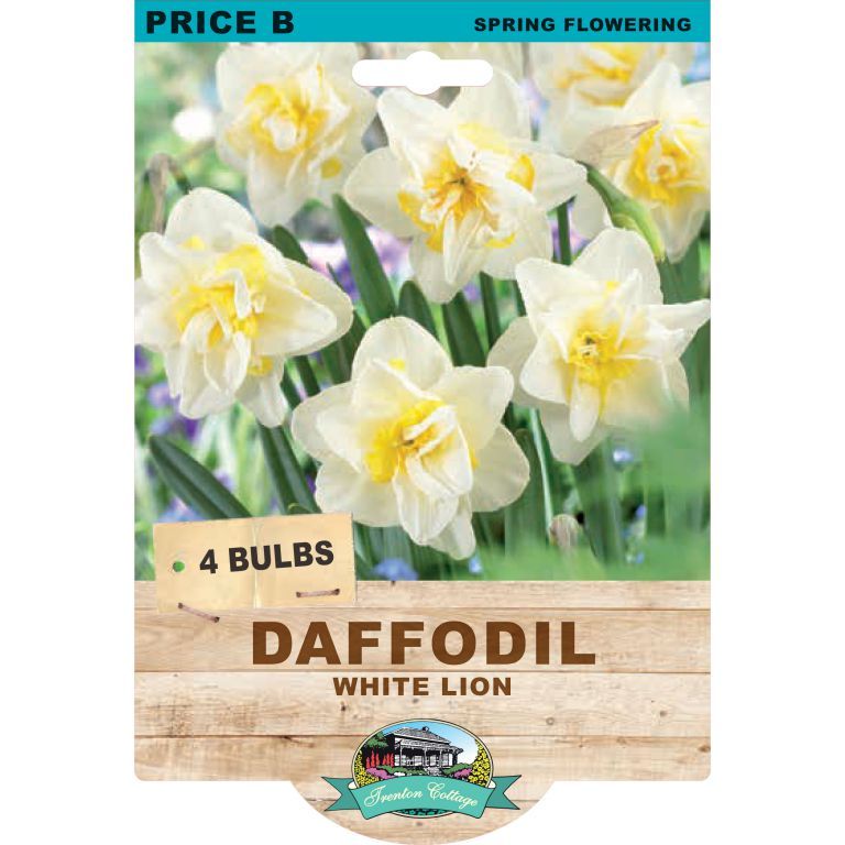 Daffodil White Lion (Pack of 4 Bulbs) - Happy Valley Seeds