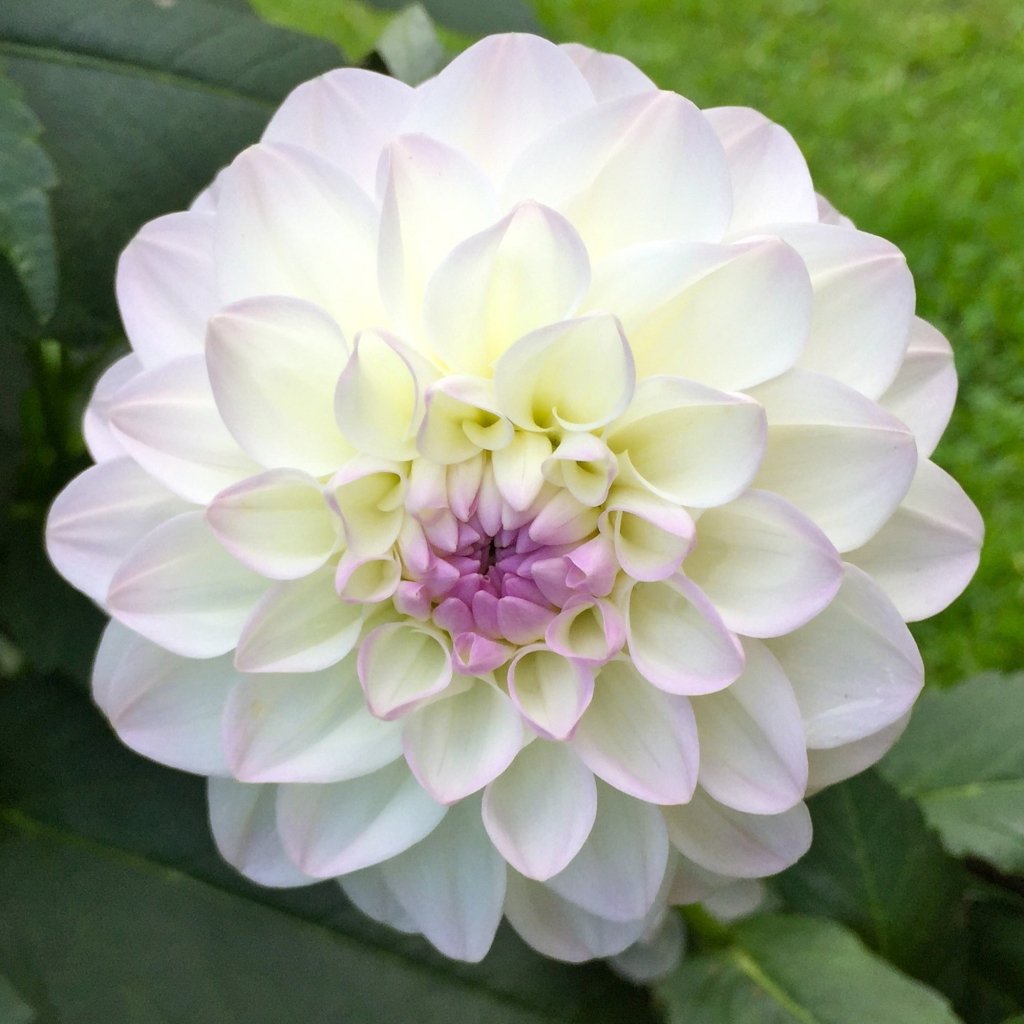 Dahlia Cloe (Pack of 1 Bulb) - Happy Valley Seeds