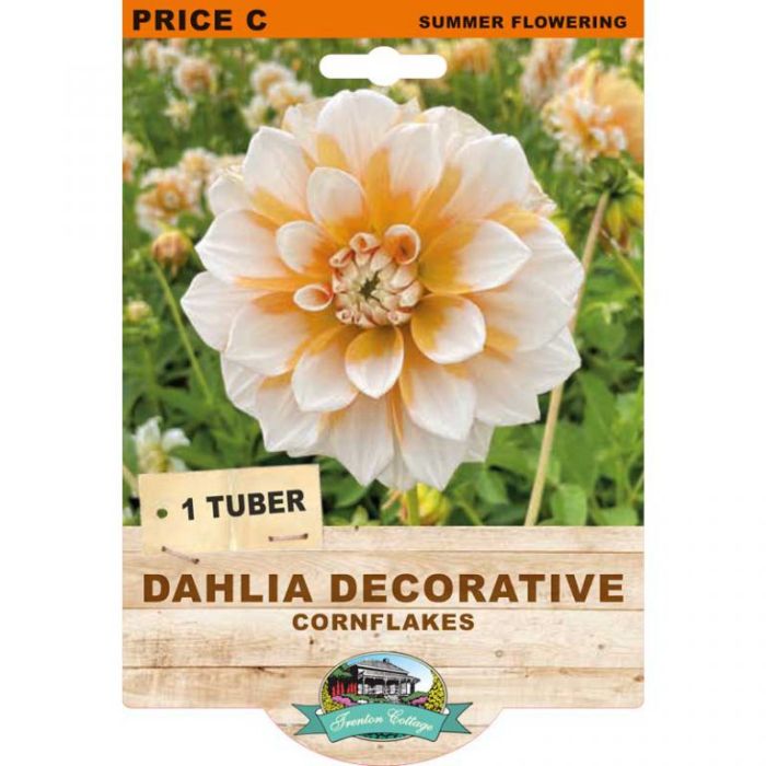 Dahlia Decorative Cornflake (Pack of 1 Tuber) - Happy Valley Seeds