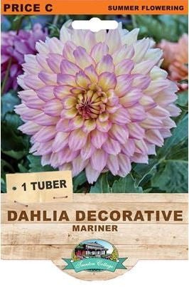 Dahlia Mariner (Pack of 1 Tuber) - Happy Valley Seeds
