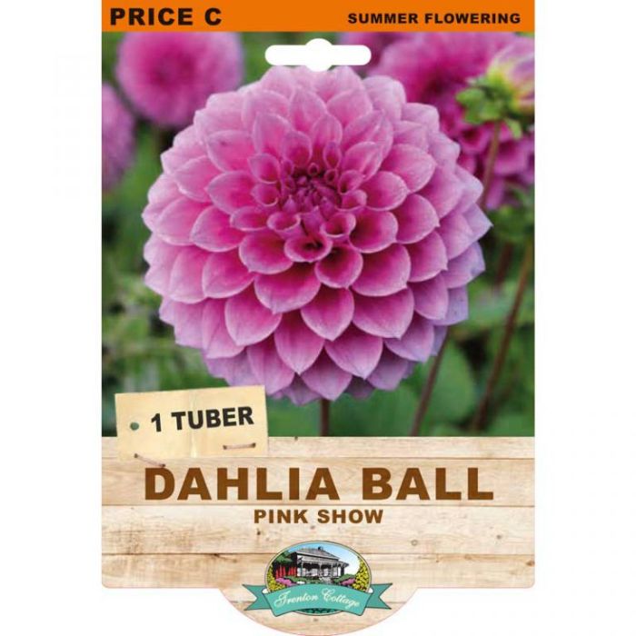 Dahlia Pink Show (Pack of 1 Tuber) - Happy Valley Seeds
