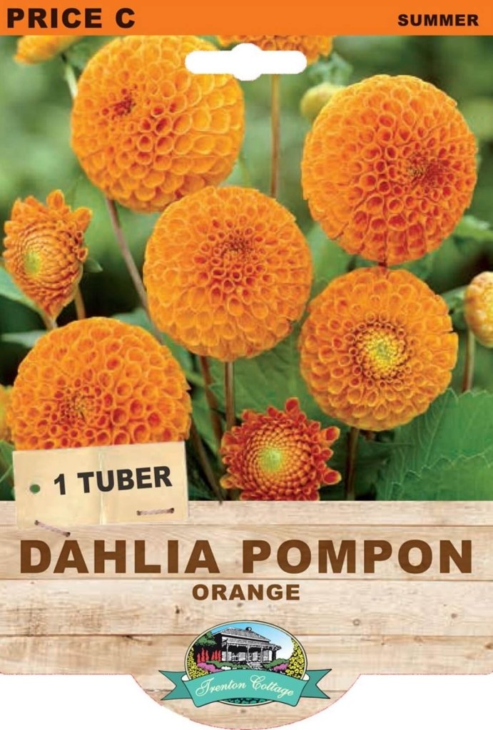 Dahlia Pompon Orange (Pack of 1 Tuber) - Happy Valley Seeds