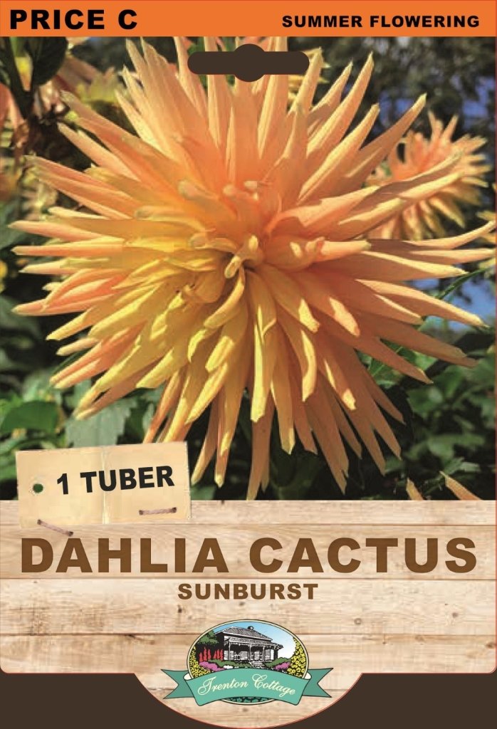 Dahlia Sunburst (Pack of 1 Bulb) - Happy Valley Seeds