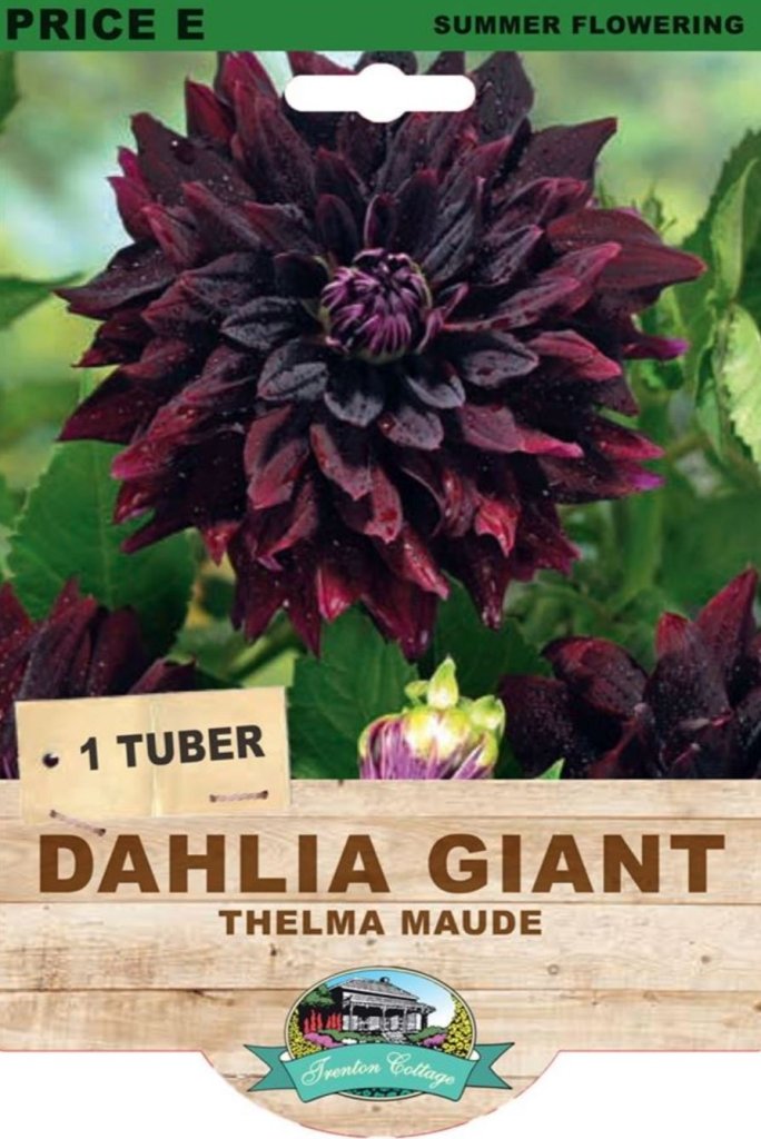 Dahlia Thelma Maude (Pack of 1 Tuber) - Happy Valley Seeds