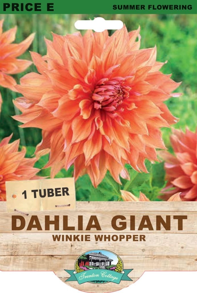Dahlia Winkie Whopper (Pack of 1 Tuber) - Happy Valley Seeds