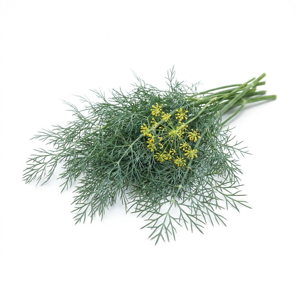 Dill - Bouquet seeds (Organic) - Happy Valley Seeds