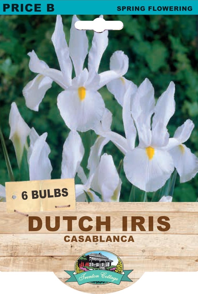 Dutch Iris Casablanca (Pack of 6 Bulbs) - Happy Valley Seeds