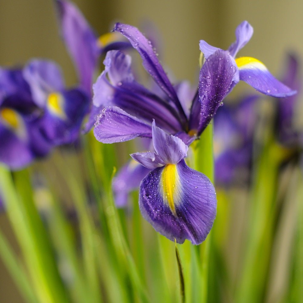 Dutch Iris Discovery (Pack of 15 Bulbs) - Happy Valley Seeds