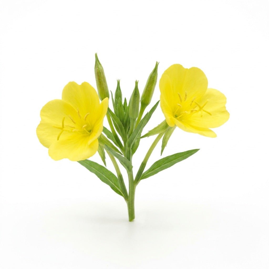 Evening Primrose seeds (Organic) - Happy Valley Seeds