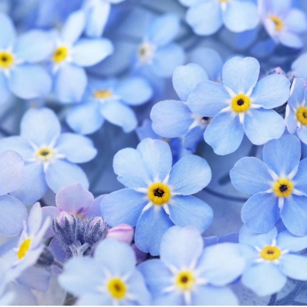 Forget Me Not - Blue Basket seeds - Happy Valley Seeds