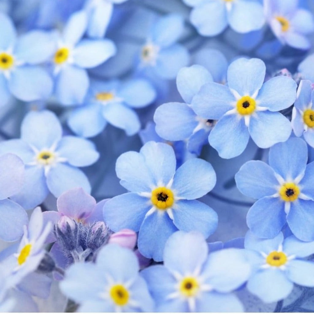 Forget Me Not Blue Basket flowers in bloom