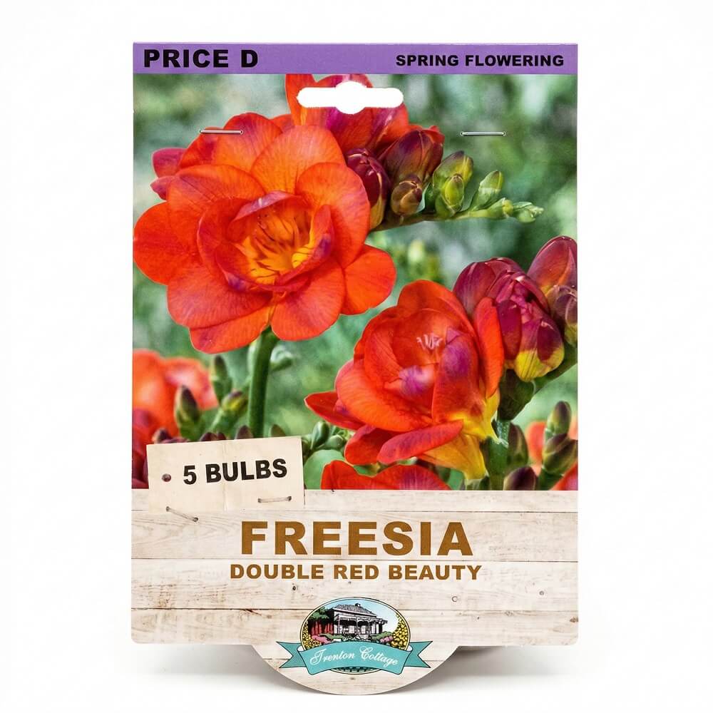 Freesia Double Red Beauty (Pack of 5 Bulbs) - Happy Valley Seeds
