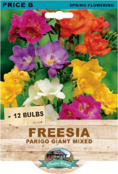 Freesia Giant Parigo Mixed (Pack of 12 Bulbs) - Happy Valley Seeds