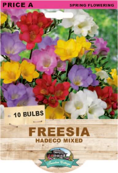 Freesia Hadeco Mixed (Pack of 10 Bulbs) - Happy Valley Seeds