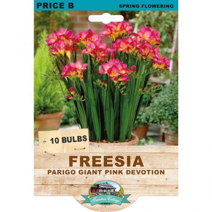 Freesia Parigo Giant Pink Devotion (Pack of 10 Bulbs) - Happy Valley Seeds