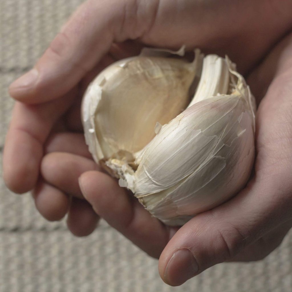 Garlic - Elephant Cloves - Happy Valley Seeds