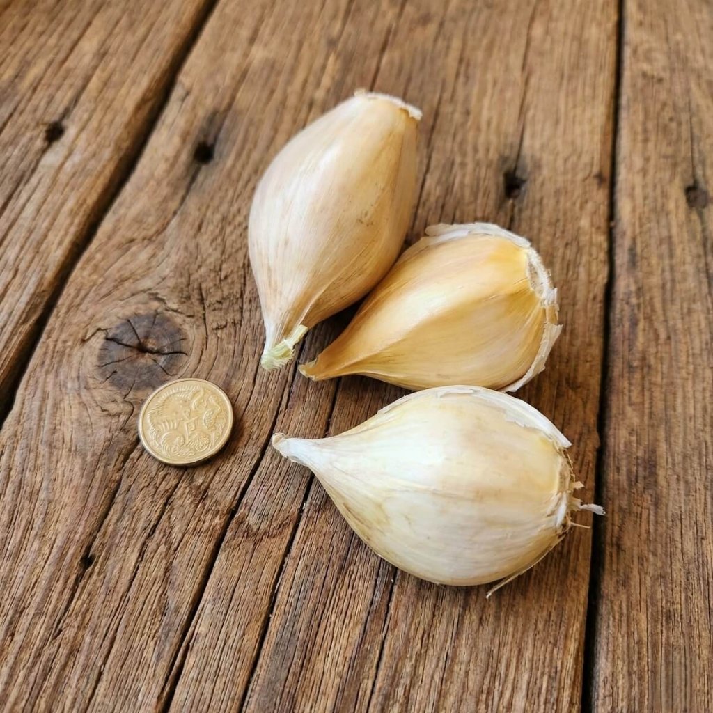 Garlic - Elephant (Russian) Cloves - Happy Valley Seeds