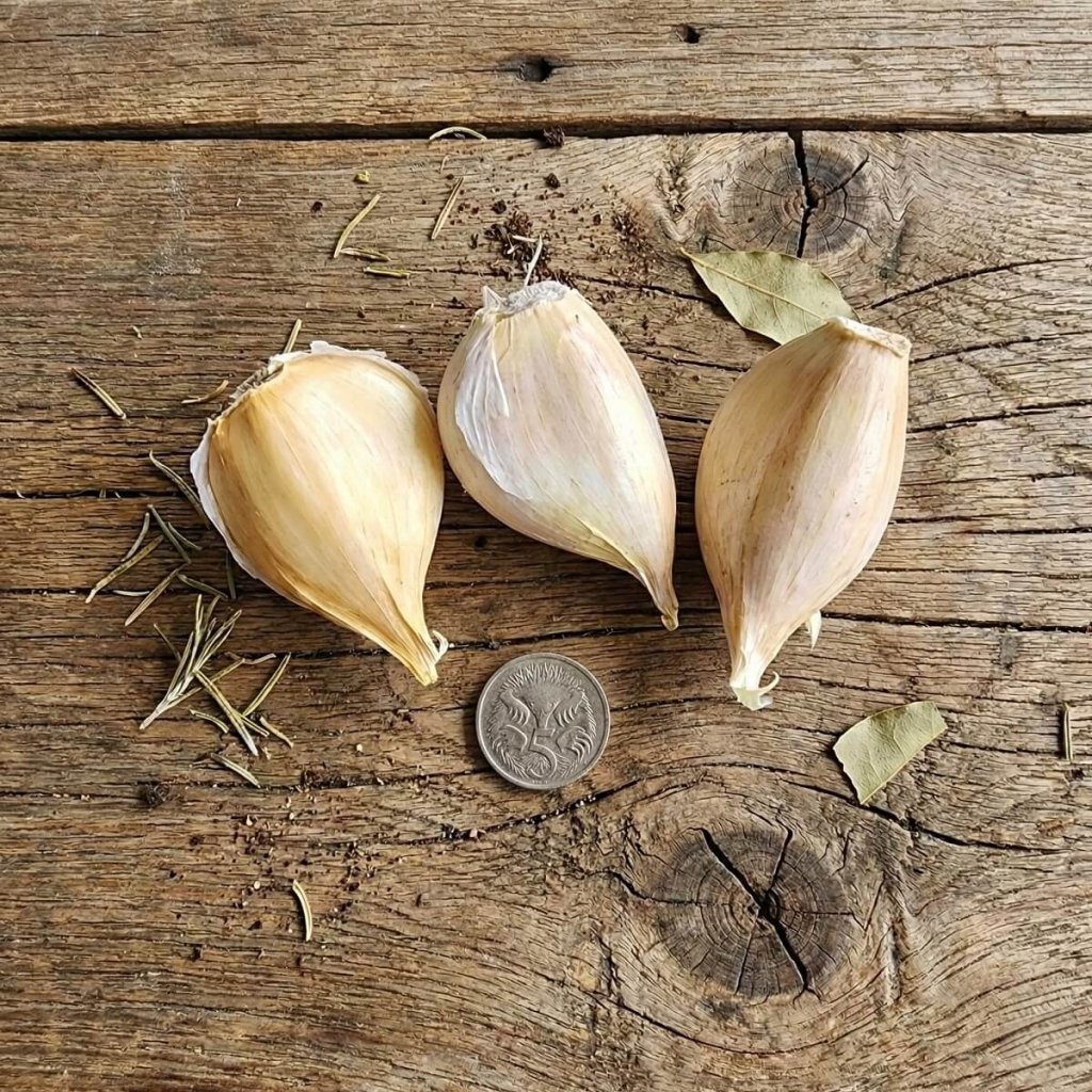 Garlic - Elephant (Russian) Cloves - Happy Valley Seeds